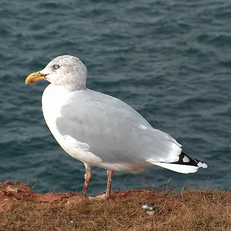 Affittacamere Gaestehaus Gudrun 3*